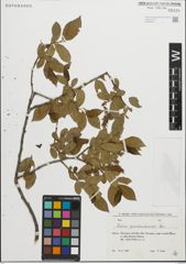 Foto von Salix pentandroides Rouy